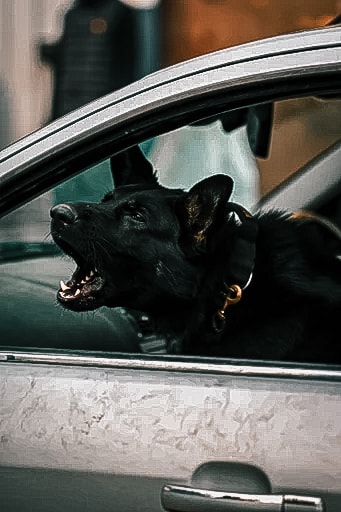 Working K9 alerting from a vehicle window